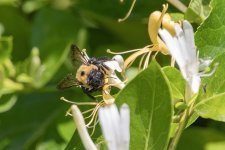 B11EasternCarpenterBeeOnHoneysuckle6790.jpg B11EasternCarpenterBeeOnHoneysuckle6790.jpg