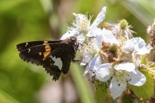 B14SilverSpottedSkipperOnMultifloraRose6718.jpg B14SilverSpottedSkipperOnMultifloraRose6718.jpg