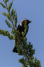 A07BrownHeadedCowbirdMale6687.jpg A07BrownHeadedCowbirdMale6687.jpg