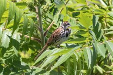 A08SongSparrow6827.jpg A08SongSparrow6827.jpg