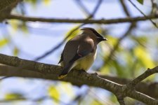 C02CedarWaxwing6646.jpg C02CedarWaxwing6646.jpg