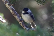 C01BlackCappedChickadeeStaredown6677.jpg C01BlackCappedChickadeeStaredown6677.jpg