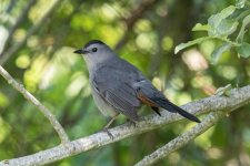 C03GrayCatbird6761.jpg C03GrayCatbird6761.jpg