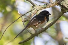 A02EasternTowhee7128.jpg
