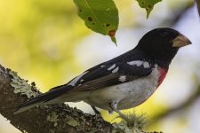 A03RoseBreastedGrosbeakMale7066.jpg