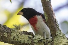 A04RoseBreastedGrosbeakMale7072.jpg