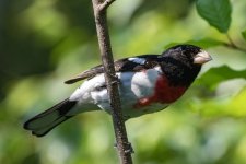 A05RoseBreastedGrosbeakMale7086.jpg