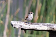 A06SwampSparrow7104.jpg