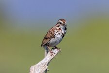 A07SongSparrow7146.jpg