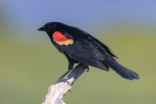A08RedWingedBlackbirdMale7152.jpg