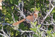 B02BrownThrasher7115.jpg