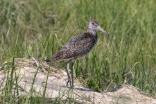 B08Willet7171.jpg