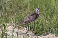 B09WilletCalling7173.jpg
