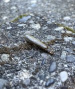 IMG_1990.jpeg