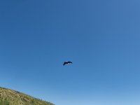 A03BaldEagleThief7030009.jpg A03BaldEagleThief7030009.jpg