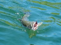 A05Trout2aCuttthroatP7030017.jpg A05Trout2aCuttthroatP7030017.jpg