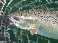 A06Trout2cP7030026.jpg A06Trout2cP7030026.jpg