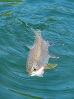 A07Trout3bP7030039.jpg A07Trout3bP7030039.jpg