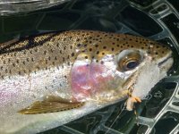 A08Trout3cP7030044.jpg A08Trout3cP7030044.jpg