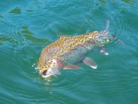 A09Trout9bP7030108.jpg A09Trout9bP7030108.jpg