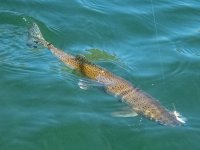 A10Trout10aP7030115.jpg A10Trout10aP7030115.jpg