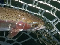 A11Trout5bP7030068.jpg A11Trout5bP7030068.jpg
