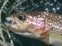 A14Trout8aP7030096.jpg A14Trout8aP7030096.jpg