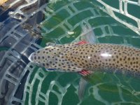 A15Trout6dTopViewP7030083.jpg A15Trout6dTopViewP7030083.jpg