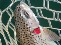 A16Trout6bRightSideP7030079.jpg A16Trout6bRightSideP7030079.jpg