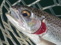 A17Trout6cLeftSideP7030081.jpg A17Trout6cLeftSideP7030081.jpg