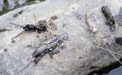 20240706_flies.jpg 20240706_flies.jpg