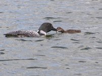 Loon mother and chick.JPG