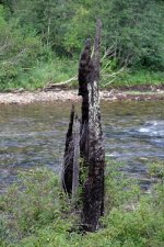 FireStump2431.jpg