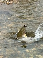 IMG_4954.jpeg