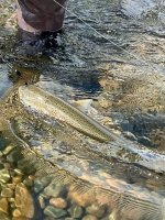 IMG_4957.jpeg