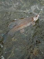 IMG_4968.jpeg