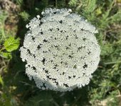 IMG_5961.jpeg