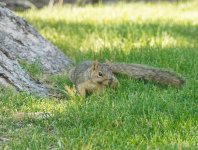 Hot Squirrel.JPG