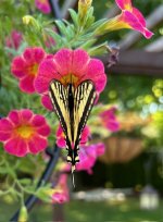 IMG_2096.jpeg