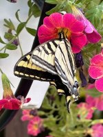 IMG_2092.jpeg