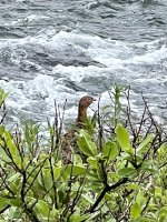 IMG_5020.jpeg