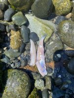 IMG_5526.jpeg