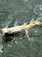 IMG_5037.jpeg
