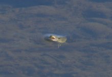 062-Fish-Rising-100620.jpg 062-Fish-Rising-100620.jpg