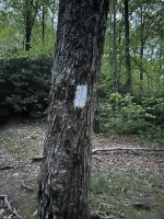 IMG_7781.jpeg
