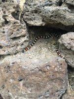 IMG_2351.jpeg