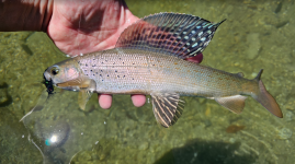 1721061834273.png 1721061834273.png