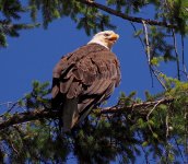 baldeagle2024fjfjfjf.jpg