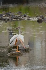 016-Backyard-Birds-062624.jpg