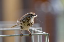 044-Backyard-Birds-063024.jpg